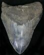 Large Megalodon Tooth - South Carolina #22590-1